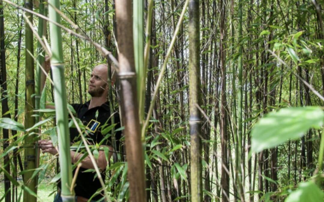 NLgroen gaat de samenwerking aan met BambooLogic