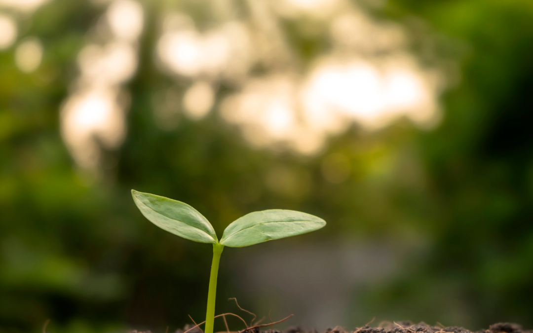 NL Groen ecologische voetafdruk-web